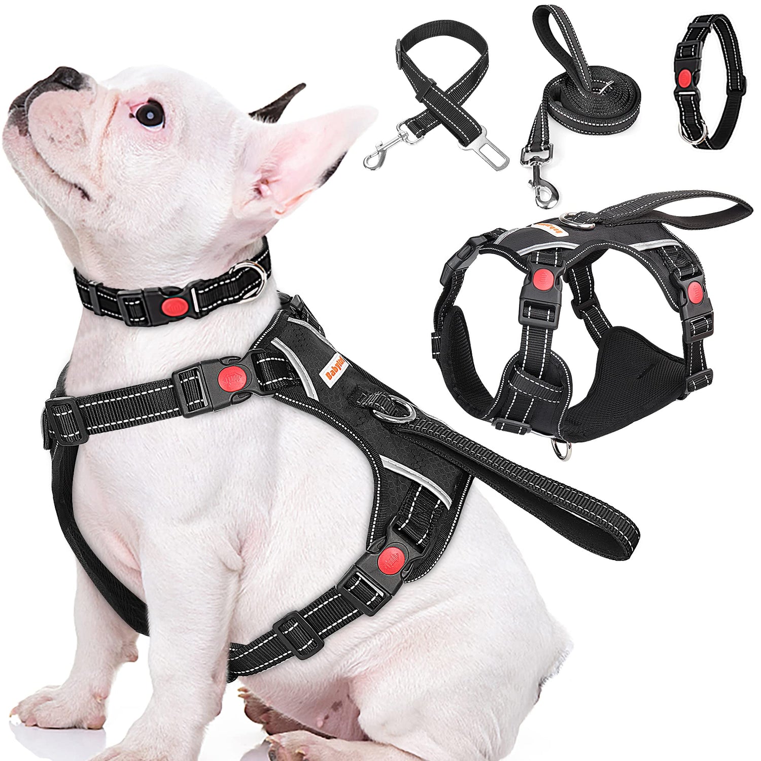 Collars, Leashes and Harnesses