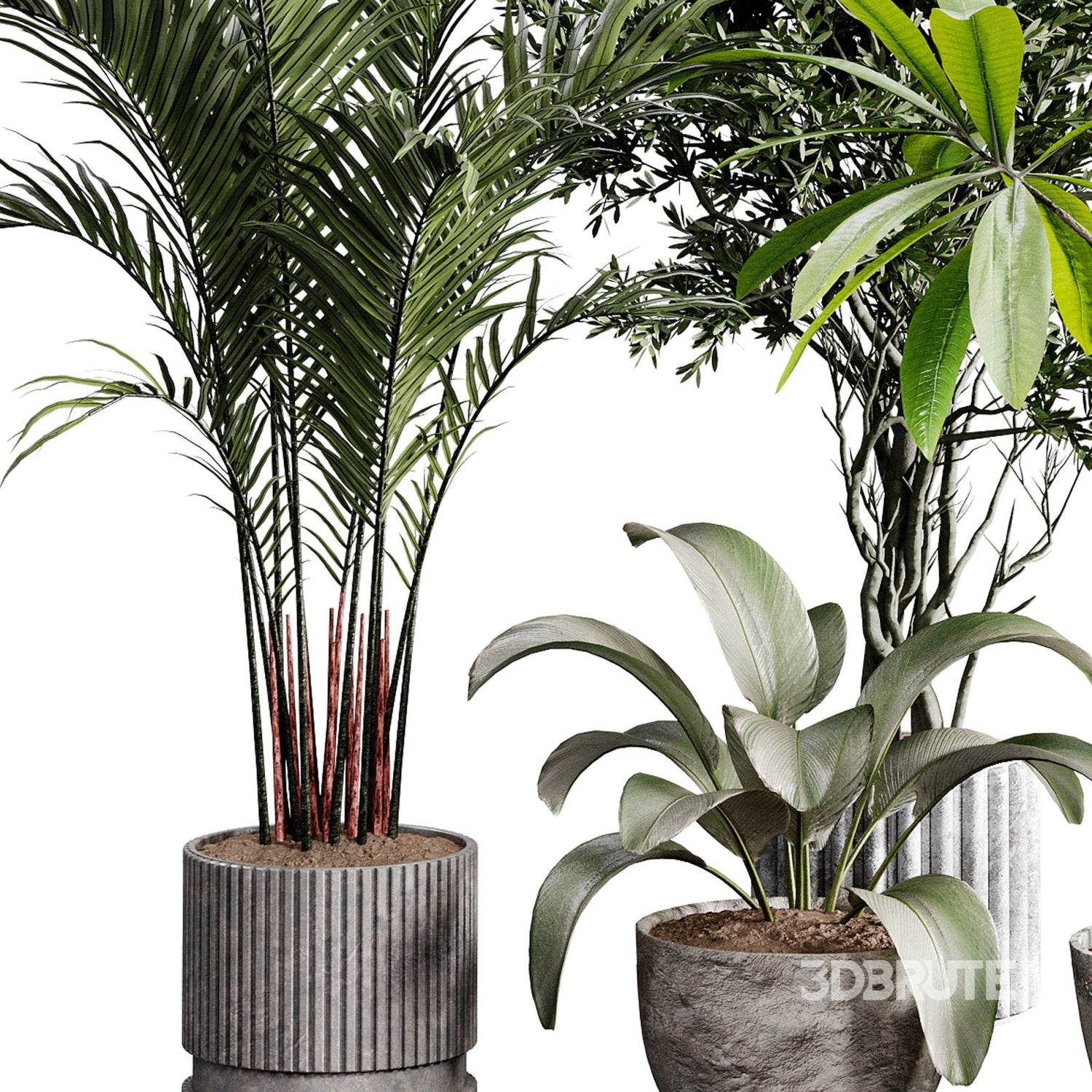 Potted Plants